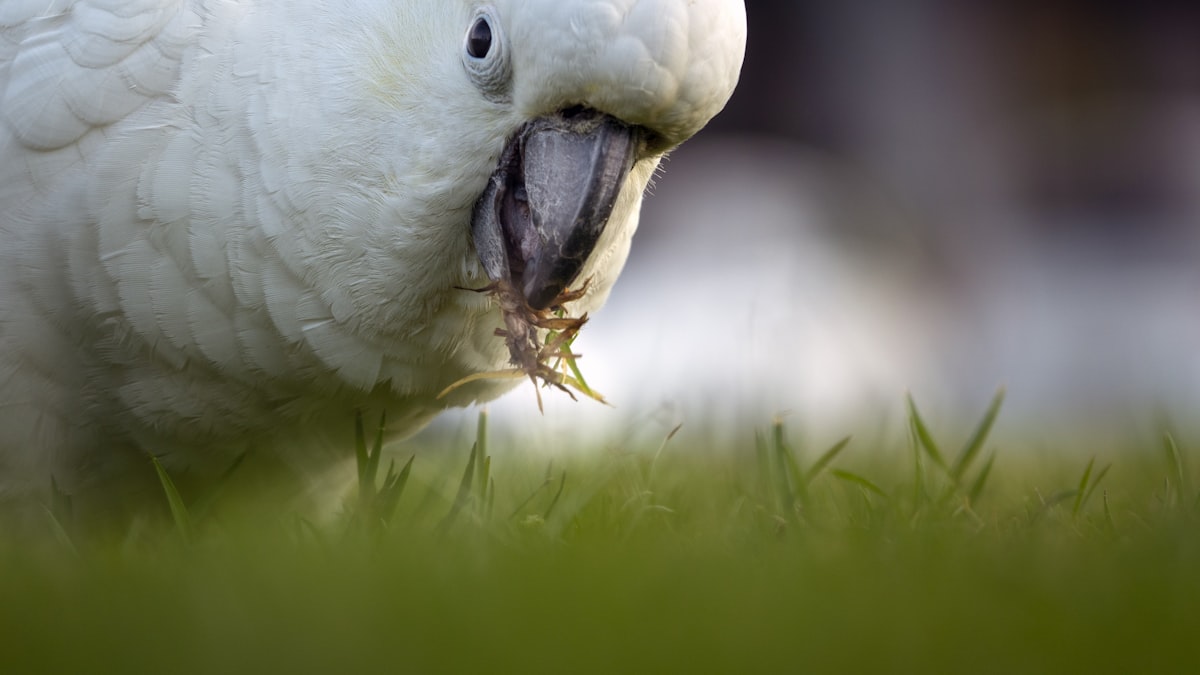 A cockatiel settled for an overnight boarding stay in Markham