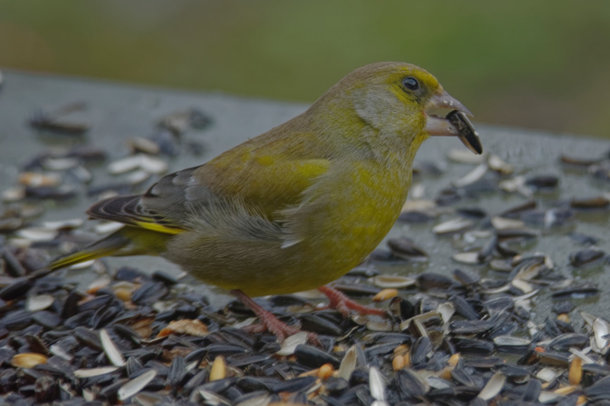 The Best Foods for Your Companion Bird: A Nutrition Guide