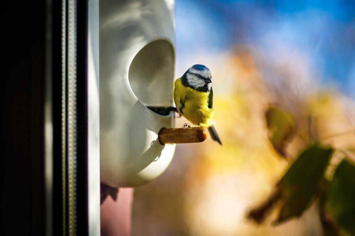 Bird-Proofing Your Home: A Room-by-Room Safety Checklist